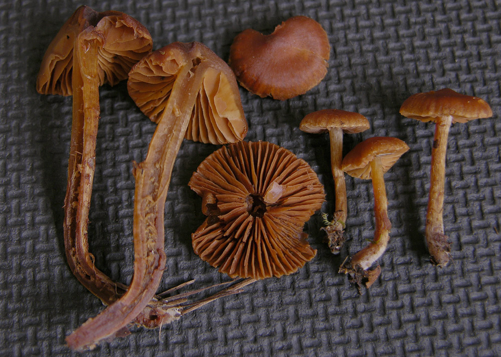 Piccolo Cortinarius da determinare.